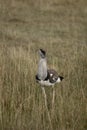 Kori Bustard