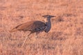 Kori Bustard