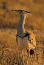 Kori Bustard