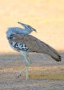 Kori Bustard