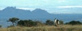 Kori bustard Royalty Free Stock Photo