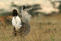 Kori bustard Royalty Free Stock Photo