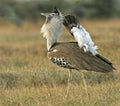 Kori bustard Royalty Free Stock Photo