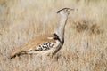 Kori Bustard Royalty Free Stock Photo