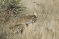 Kori bustard Royalty Free Stock Photo