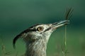 Kori Bustard Royalty Free Stock Photo