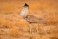 Kori bustard Royalty Free Stock Photo