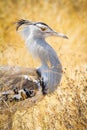 Kori Bustard Royalty Free Stock Photo