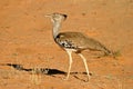 Kori bustard Royalty Free Stock Photo