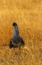 Kori Bustard on the African grassland plains Royalty Free Stock Photo