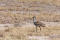 A Kori Bustard in Etosha Royalty Free Stock Photo