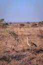 Kori bustard (Ardeotis kori) feeding during the day, Kruger National Park