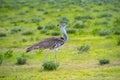 Kori Bustard, Ardeotis kori, big bird