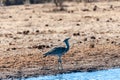 A Kori Bustard, standing on the edge of a waterhole Royalty Free Stock Photo