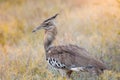 A Kori bustard ardeotis kori in the Kruger national park, South Africa