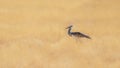 Kori bustard  Ardeotis Kori, the largest flying bird, Etosha National Park, Namibia. Royalty Free Stock Photo