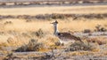 Kori bustard  Ardeotis Kori, the largest flying bird, Etosha National Park, Namibia. Royalty Free Stock Photo