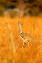 Kori bustard, Ardeotis kori, largest flying bird native to Africa. Bird in the grass, evening light, Chobe, Botswana. Wildlife sce