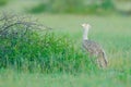 Kori bustard, Ardeotis kori, largest flying bird native to Africa. Bird in the grass, evening light, Okavango delta, Moremi, Royalty Free Stock Photo