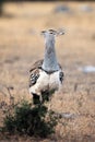 The kori bustard Ardeotis kori in savannah with brown background