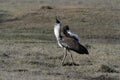 Kori bustard, Ardeotis kori