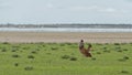 Kori bustard (Ardeotis kori) in tail-up position, balloon display. Royalty Free Stock Photo