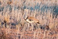 Kori Bustard, Ardeotis kori, walking in grass