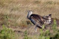 Kori Bustard (Ardeotis kori)