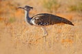 Kori bustard, Ardeotis kori, largest flying bird native to Africa. Bird in the grass, evening light, Kgalagadi desert, Botswana. Royalty Free Stock Photo