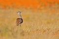 Kori bustard, Ardeotis kori, largest flying bird native to Africa. Bird in the grass, evening light, Kgalagadi desert, Botswana.