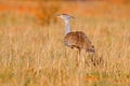 Kori bustard, Ardeotis kori, largest flying bird native to Africa. Bird in the grass, evening light, Kgalagadi desert, Botswana. Royalty Free Stock Photo