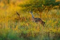 Kori bustard, Ardeotis kori, largest flying bird native to Africa. Bird in the grass, evening light, Okavango delta, Moremi,