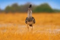Kori bustard, Ardeotis kori, largest flying bird native to Africa. Bird in the grass, evening light, Savuti, Chobe NP, Botswana.