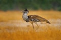 Kori bustard, Ardeotis kori, largest flying bird native to Africa. Bird in the grass, evening light, Savuti, Chobe NP, Botswana. Royalty Free Stock Photo