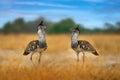 Kori bustard, Ardeotis kori, largest flying bird native to Africa. Bird in the grass, evening light, Savuti, Chobe NP, Botswana.