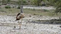 Kori bustard, Etosha, Namibia