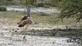 Kori bustard, Etosha, Namibia