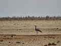 kori bustard, Ardeotis kori, the largest flying bird Royalty Free Stock Photo