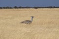 Kori Bustard, Ardeotis kori in Namibia, Etosha National Park Royalty Free Stock Photo