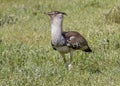 Kori Bustard Ardeotis kori