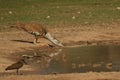 The kori bustard Ardeotis kori rinking from the lake Royalty Free Stock Photo