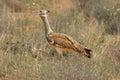 The kori bustard Ardeotis kori is walking in dry savanna in typical habitat