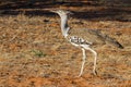 A Kori Bustard Ardeotis kori walking in the Kalahari desert