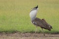 Kori bustard bird displaying in the african savannah. Royalty Free Stock Photo