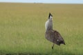 Kori bustard bird displaying in the african savannah. Royalty Free Stock Photo