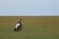 Kori bustard bird displaying in the african savannah. Royalty Free Stock Photo