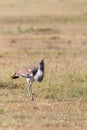 Kori bustard bird Royalty Free Stock Photo