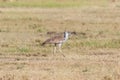 Kori bustard bird at the savanna Royalty Free Stock Photo