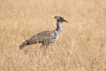 Kori Bustard Bird Standing in the Grass Royalty Free Stock Photo