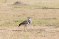 Kori bustard bird Royalty Free Stock Photo